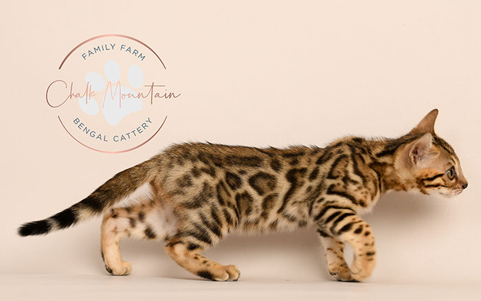 Bengal kitten for sale